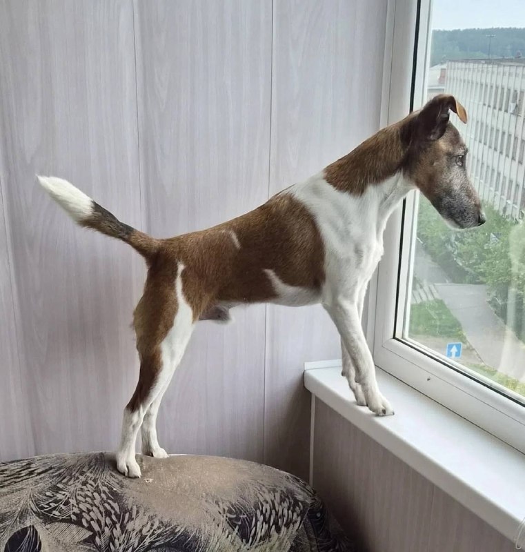Lost white dog, фокстерьер in Kamensk Uralskiy — identification photo, lost & found pet database Pathfinder