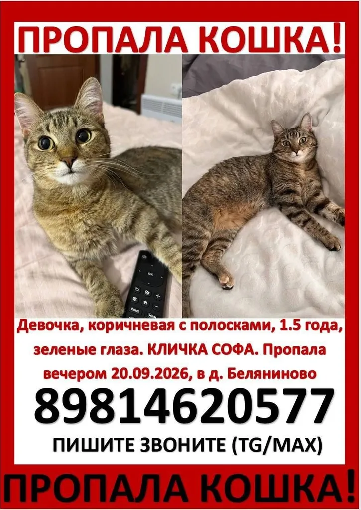 Lost cat in Belyaninovo — identification photo, lost & found pet database Pathfinder