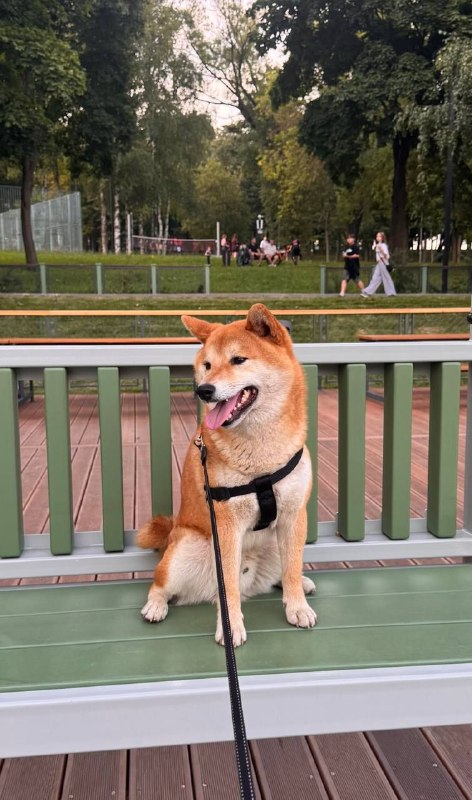 Lost cream dog, сиба-ину in Ramenskoe — identification photo, lost & found pet database Pathfinder