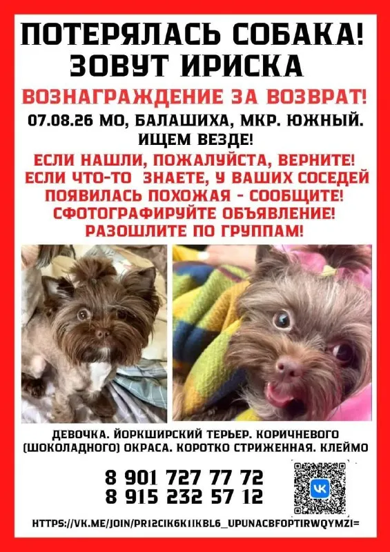 Lost brown dog, йоркширский терьер in Balashikha — identification photo, lost & found pet database Pathfinder