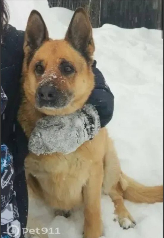 Lost cream dog, немецкая овчарка in Povarovo — identification photo, lost & found pet database Pathfinder