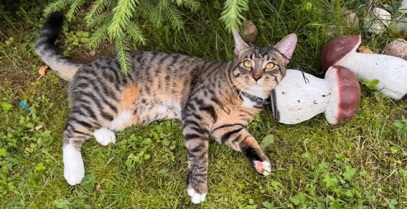 Lost white cat in Khorugvino — identification photo, lost & found pet database Pathfinder