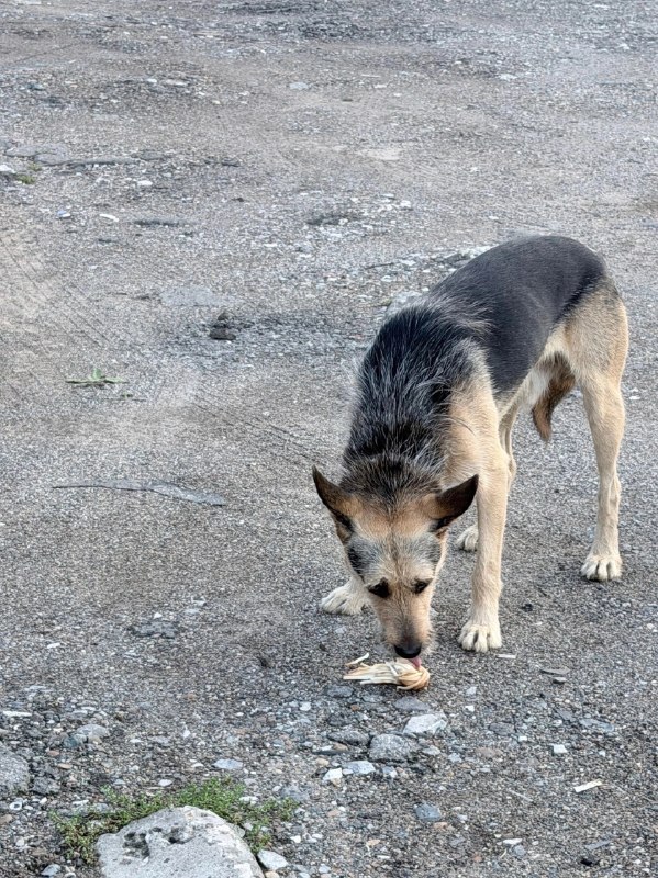 Lost fawn dog in Perm — identification photo, lost & found pet database Pathfinder