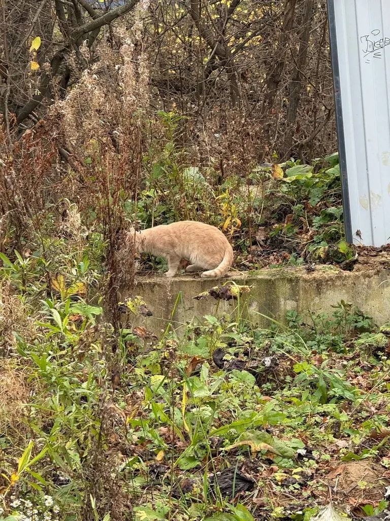 Found cat in Zhk Prigorod Lesnoe — identification photo, lost & found pet database Pathfinder