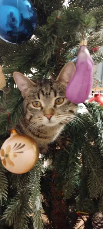 Lost brown cat in Stupino — identification photo, lost & found pet database Pathfinder