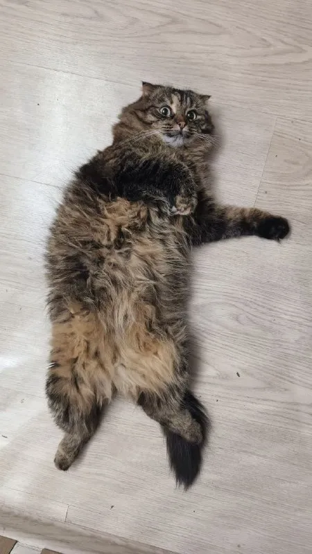 Lost brown cat, шотландская вислоухая in Mytishchi — identification photo, lost & found pet database Pathfinder