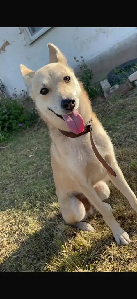 Lost dog in Rychkovo — identification photo, lost & found pet database Pathfinder