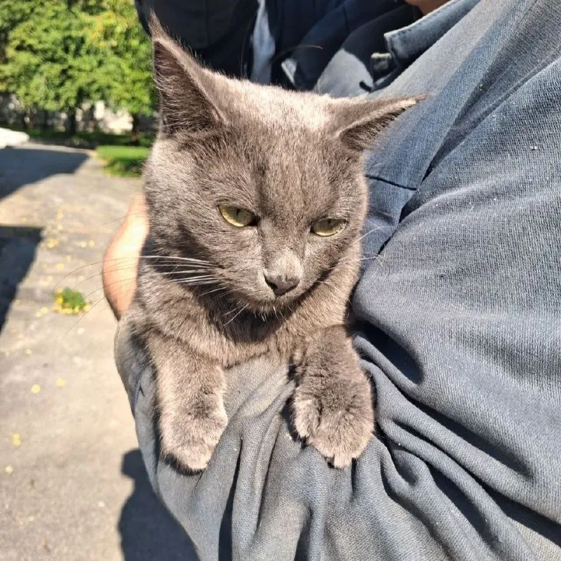 Adoptable gray cat in Yekaterinburg — identification photo, lost & found pet database Pathfinder