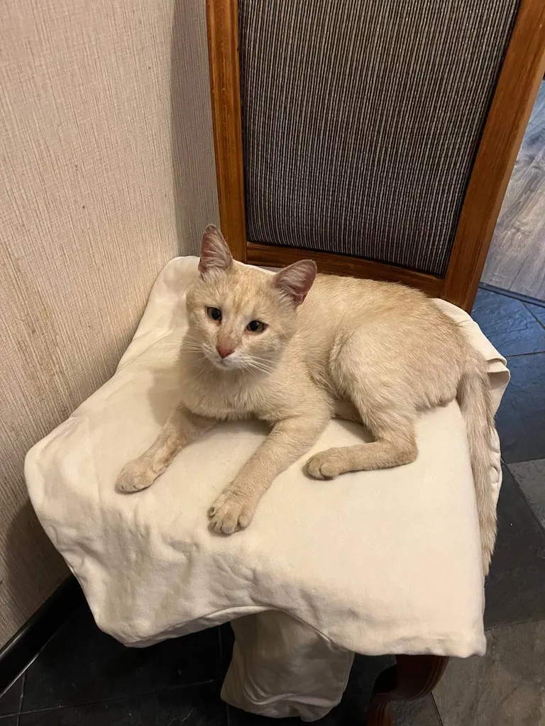 Found cat in Moscow — identification photo, lost & found pet database Pathfinder