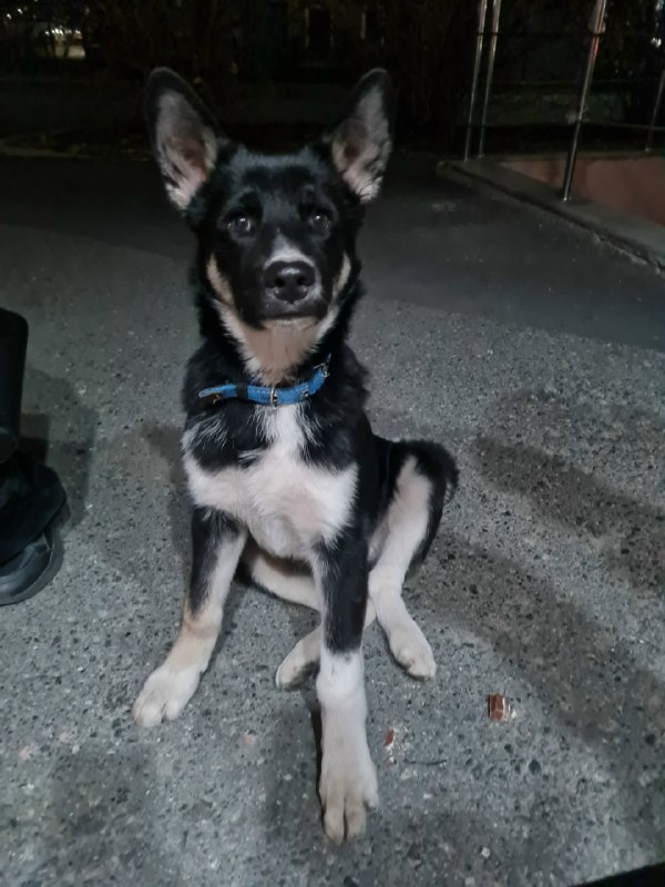 Found black dog in Verkhnyaya Pyshma — identification photo, lost & found pet database Pathfinder