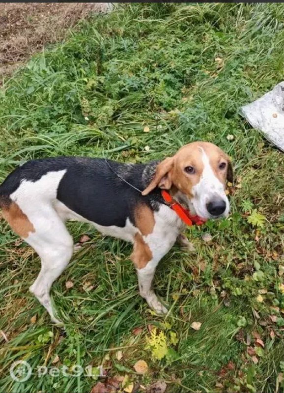 Found white dog in Serpukhov — identification photo, lost & found pet database Pathfinder