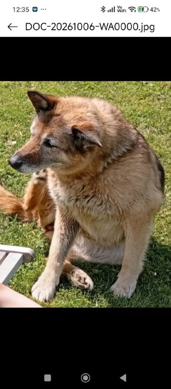 Lost cream dog, овчарка in Dedovsk — identification photo, lost & found pet database Pathfinder