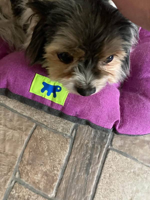 Found dog in Istra — identification photo, lost & found pet database Pathfinder