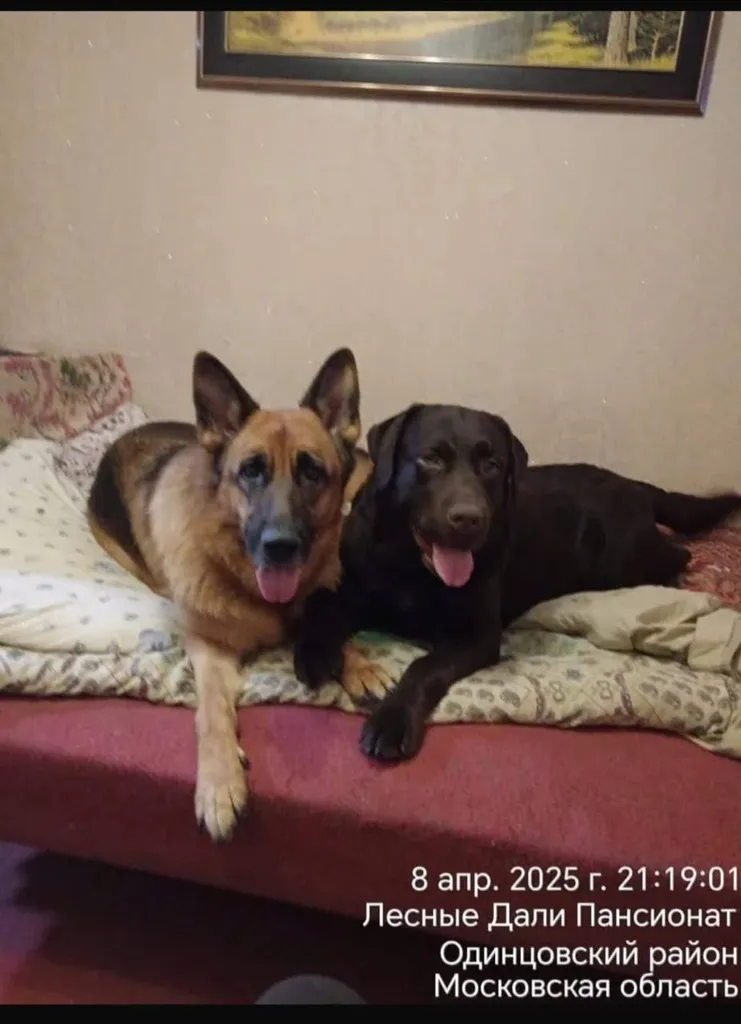 Lost brown dog, лабрадор, немецкая овчарка in Aksinino — identification photo, lost & found pet database Pathfinder