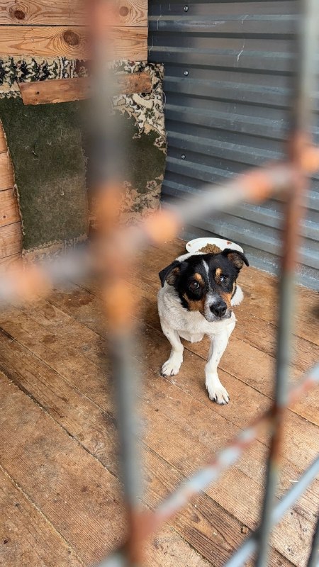 Found white dog in Perm — identification photo, lost & found pet database Pathfinder