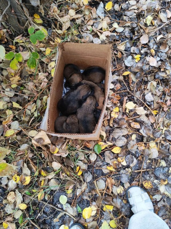 Adoptable dog in Nizhny Novgorod — identification photo, lost & found pet database Pathfinder