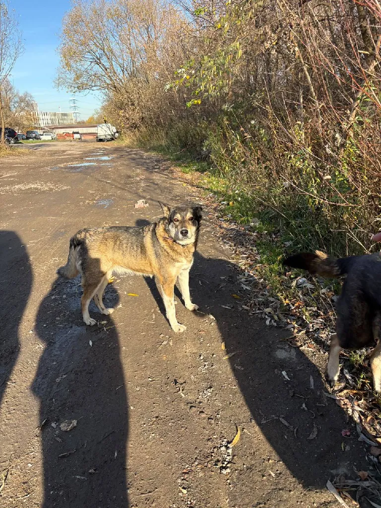 Found dog, метис in Moscow — identification photo, lost & found pet database Pathfinder