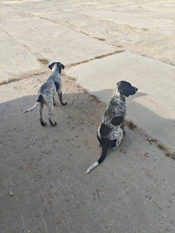Found white dog in Nakhabino — identification photo, lost & found pet database Pathfinder