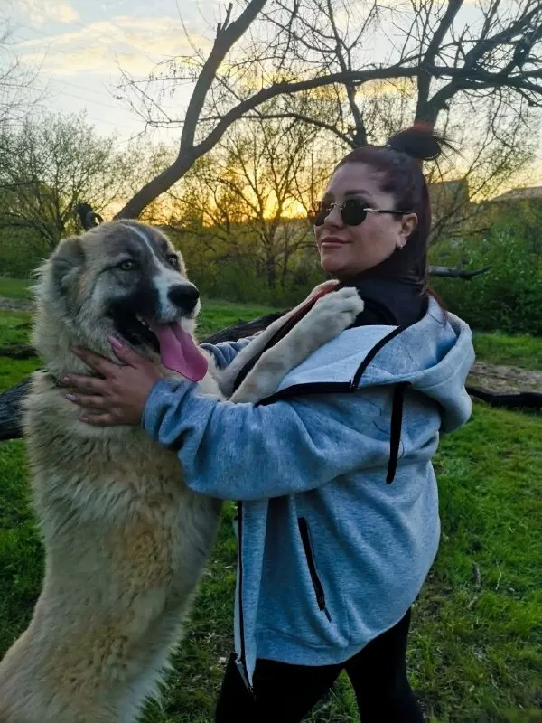 Adoptable cream dog, алабай (смесь с волком) in Tarasovka — identification photo, lost & found pet database Pathfinder