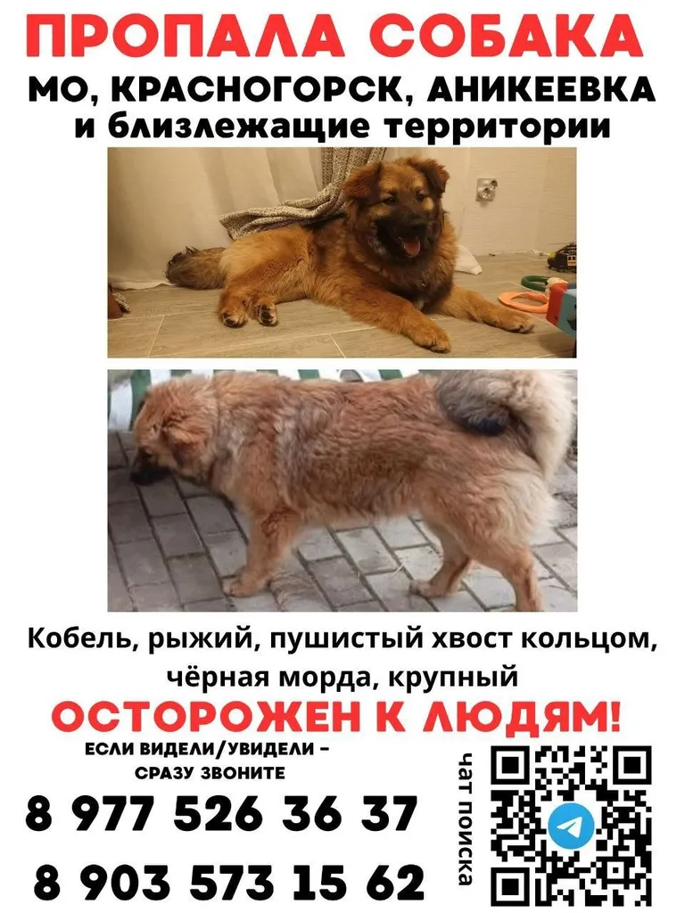 Lost dog in Krasnogorsk — identification photo, lost & found pet database Pathfinder