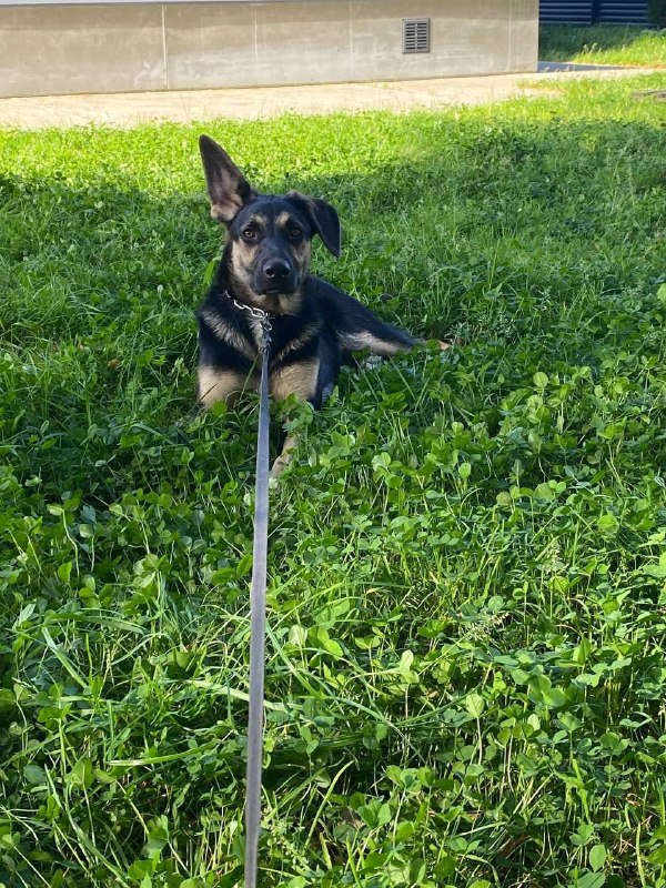 Found fawn dog, метис овчарки in Balashikha — identification photo, lost & found pet database Pathfinder