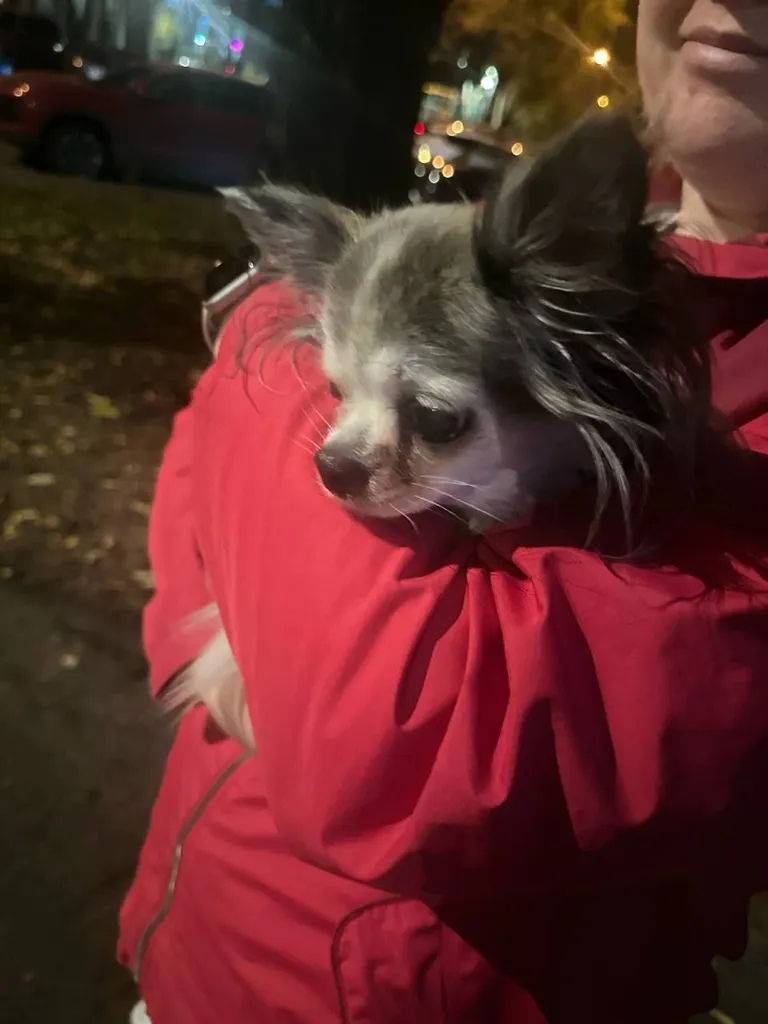 Found dog, чихуахуа in Otradnoe — identification photo, lost & found pet database Pathfinder
