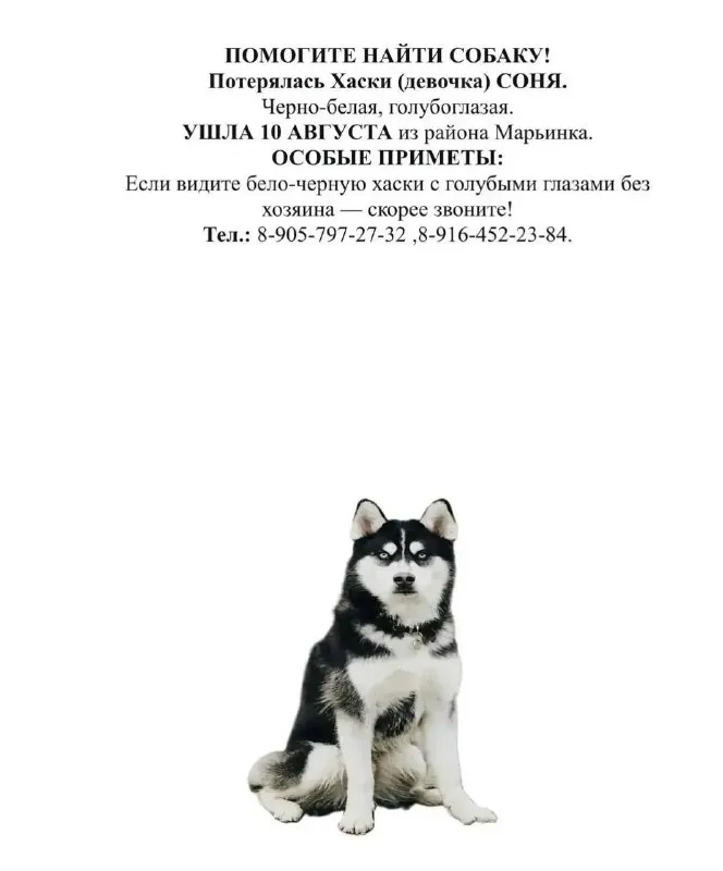 Lost white dog, хаски in Malino — identification photo, lost & found pet database Pathfinder