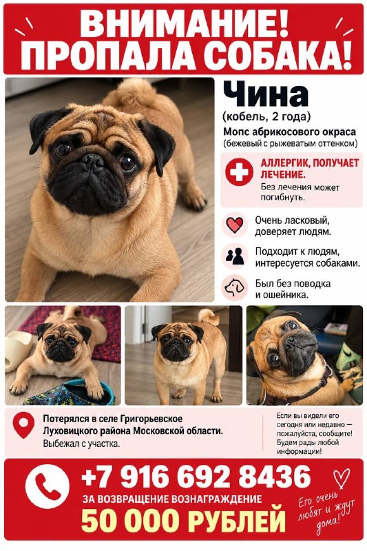Lost fawn dog, мопс in Selo Grigorevskoe — identification photo, lost & found pet database Pathfinder