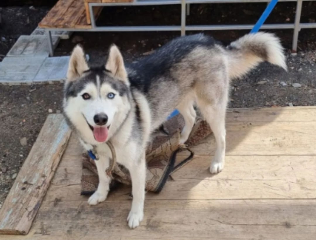 Lost white dog, хаски in Ogurtsovo — identification photo, lost & found pet database Pathfinder