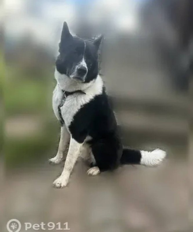 Lost white dog, лайка in Podolsk — identification photo, lost & found pet database Pathfinder
