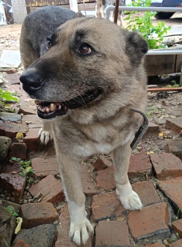 Lost cream dog in Perm — identification photo, lost & found pet database Pathfinder