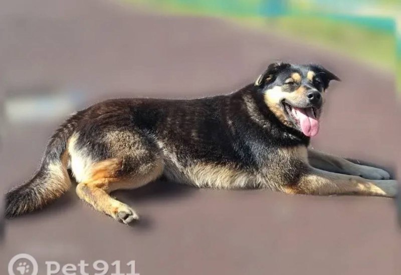 Lost brown dog in Fryazino — identification photo, lost & found pet database Pathfinder