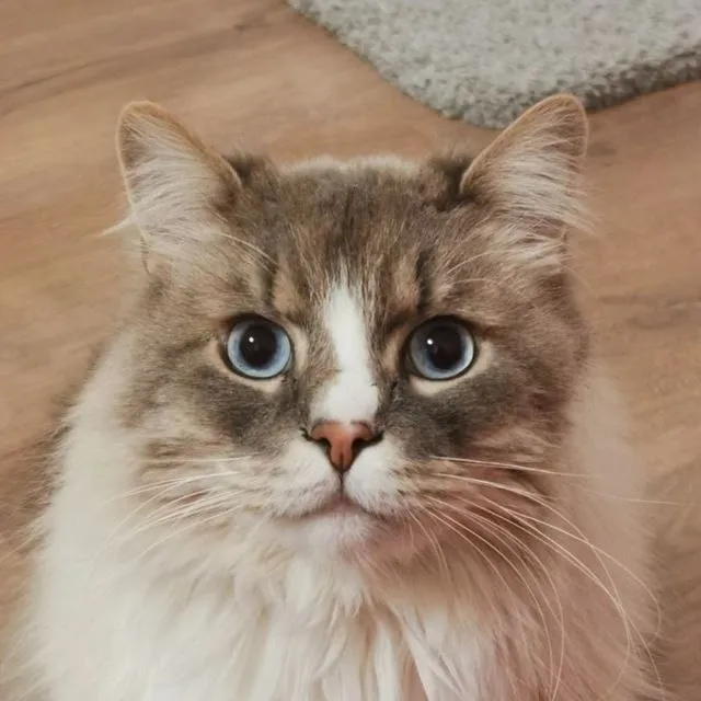 Lost white cat, невская маскарадная in Sovkhoz Pobeda — identification photo, lost & found pet database Pathfinder