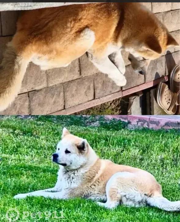 Lost white dog, акита in Ramenskoe — identification photo, lost & found pet database Pathfinder