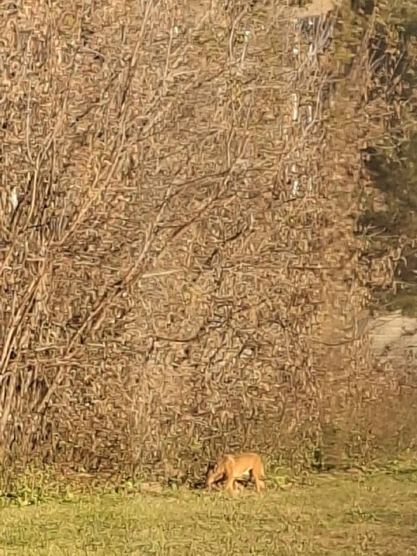 Found dog in Yekaterinburg — identification photo, lost & found pet database Pathfinder