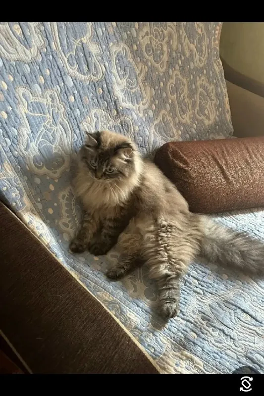 Lost gray cat, невская маскарадная in Klyuchi — identification photo, lost & found pet database Pathfinder