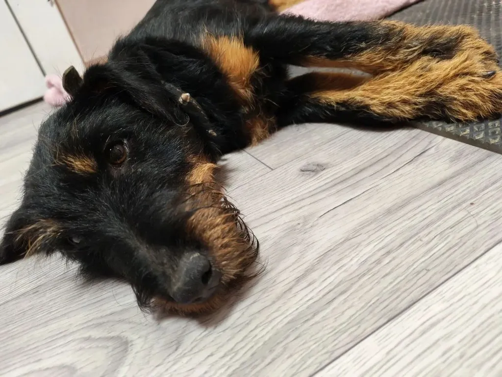 Found dog, ягдтерьер in Chekhov — identification photo, lost & found pet database Pathfinder