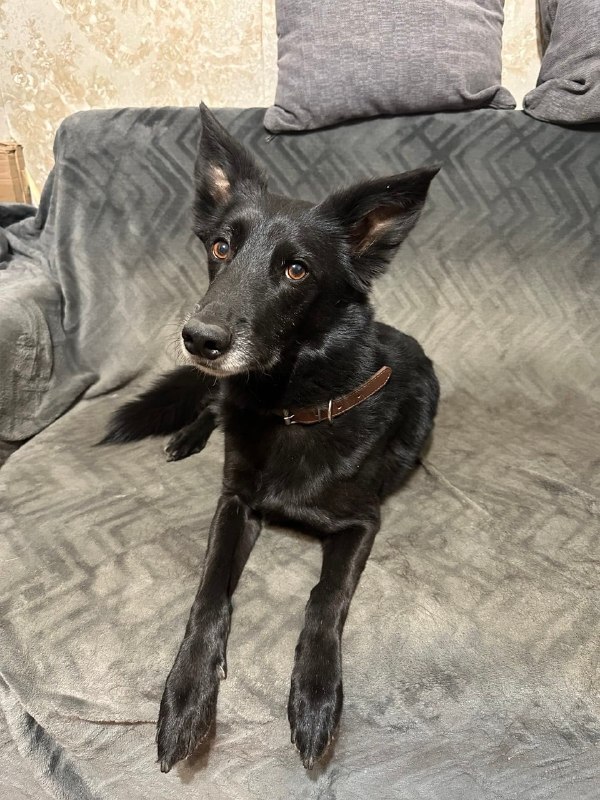 Lost black dog in Vsevolozhsk — identification photo, lost & found pet database Pathfinder