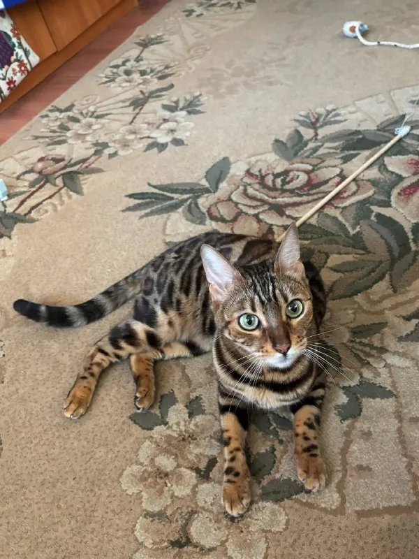 Lost brown cat, бенгалка in Biryulevo Zapadnoe — identification photo, lost & found pet database Pathfinder