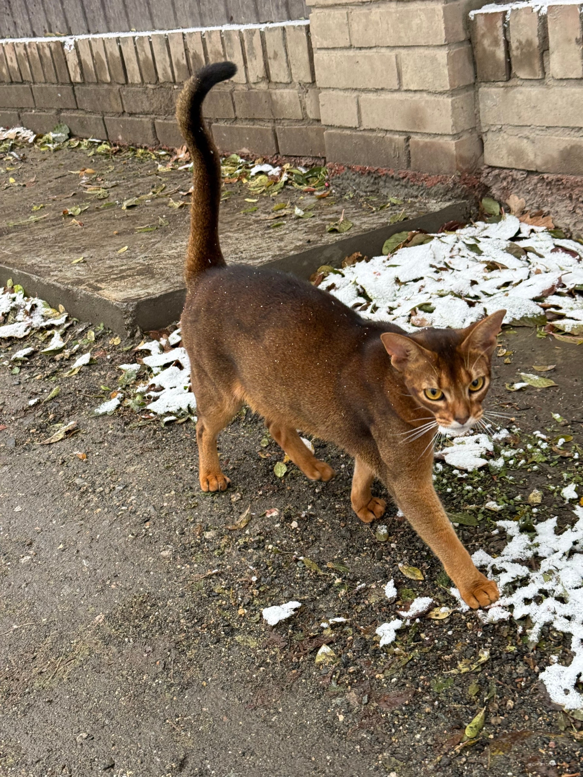 Lost brown cat, абиссинский in Kudryashovskiy — identification photo, lost & found pet database Pathfinder