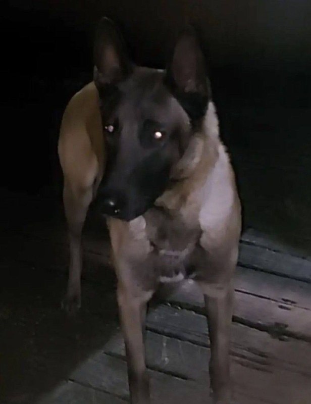 Found fawn dog, малинуа in Odintsovo — identification photo, lost & found pet database Pathfinder