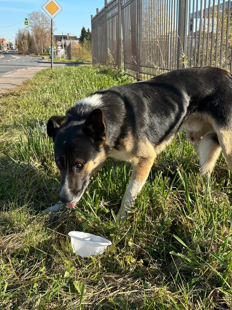 Found dog, метис in Nefedevo — identification photo, lost & found pet database Pathfinder