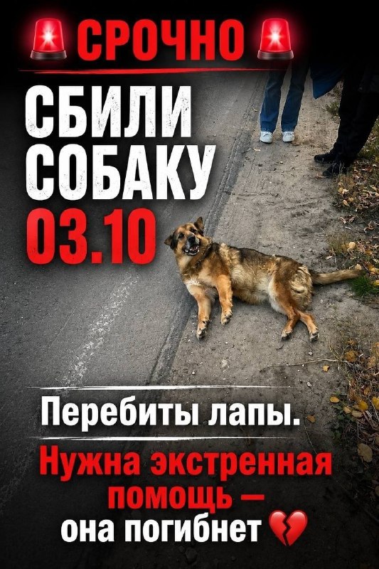 Found cream dog in Konstantinovo — identification photo, lost & found pet database Pathfinder