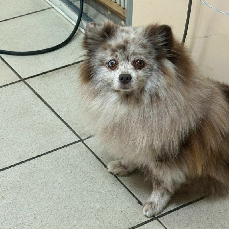 Found dog, шпиц in Mistolovo — identification photo, lost & found pet database Pathfinder