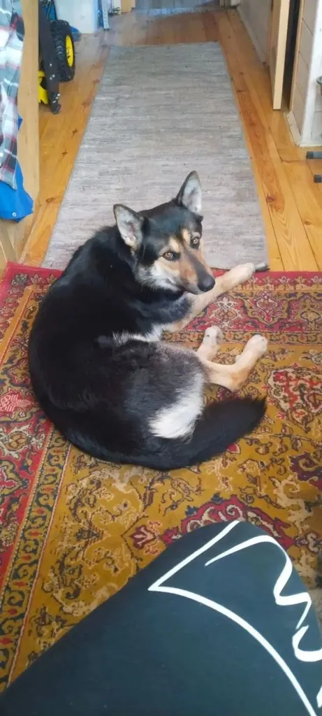 Lost dog, метис овчарки in Zabusovo — identification photo, lost & found pet database Pathfinder
