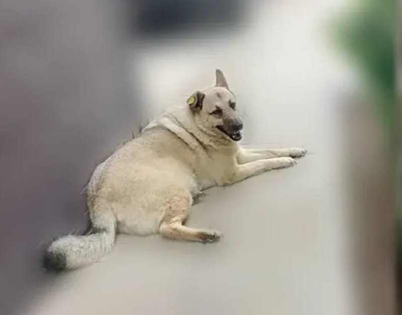 Lost cream dog, метис in Ramenskoe — identification photo, lost & found pet database Pathfinder