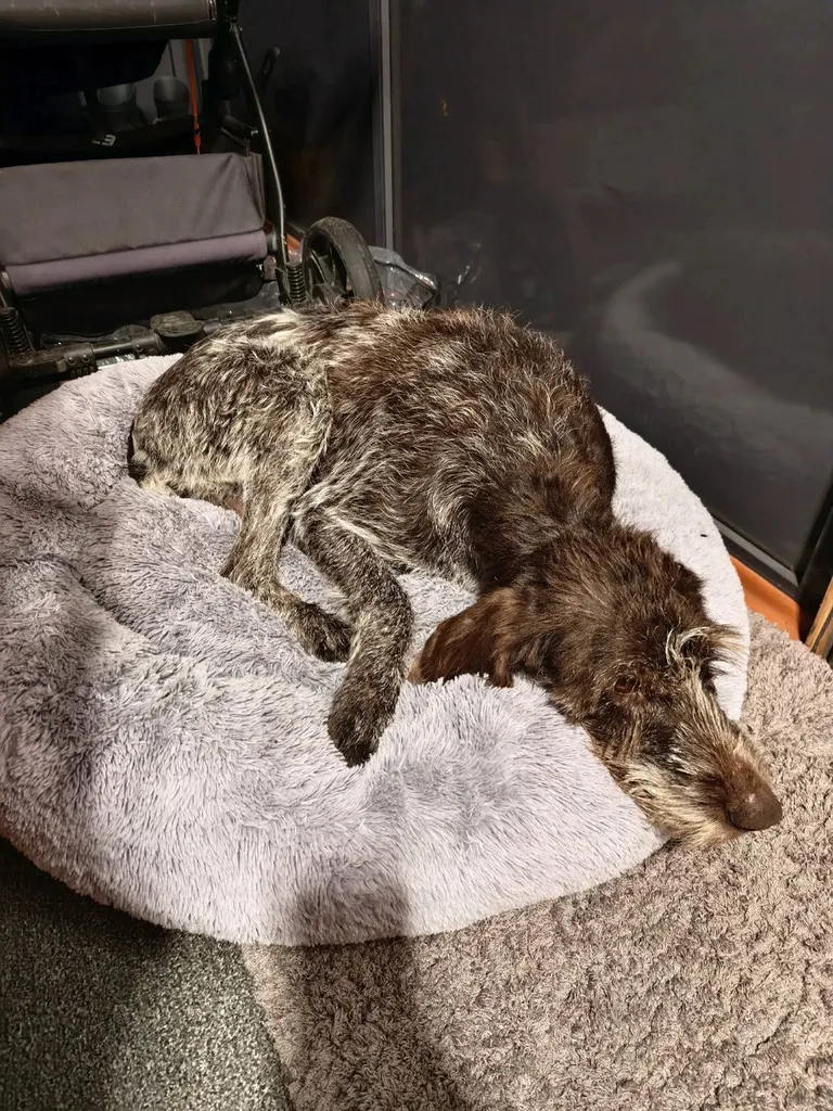 Found dog, дратхаар in Nara — identification photo, lost & found pet database Pathfinder