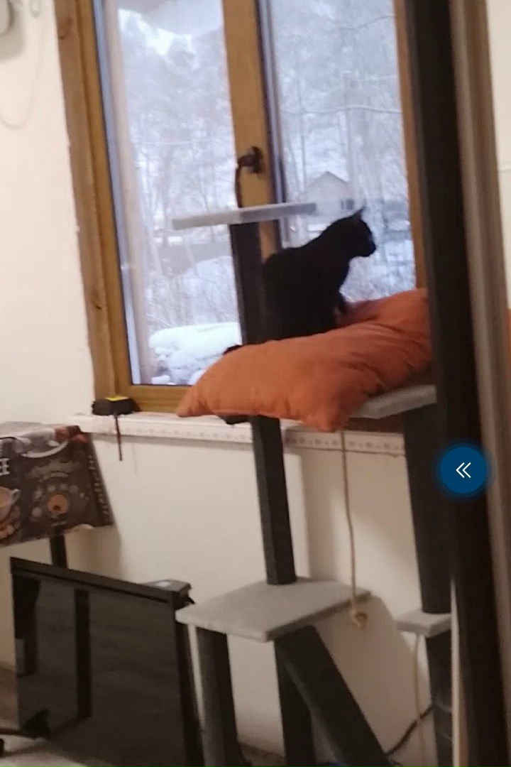 Lost cat in Novosibirsk — identification photo, lost & found pet database Pathfinder