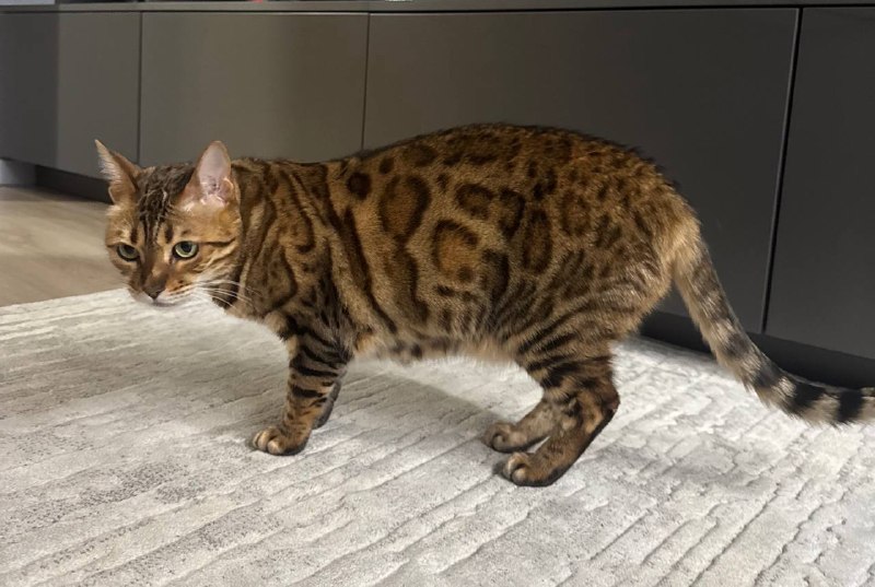 Lost brown cat, бенгальская in Istra — identification photo, lost & found pet database Pathfinder
