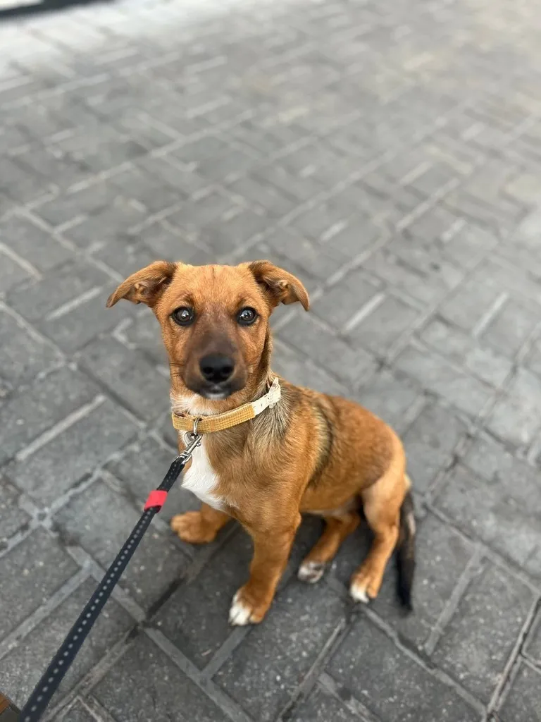 Lost dog, метис in Ramenskoe — identification photo, lost & found pet database Pathfinder